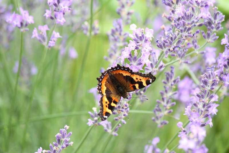 ファイル 124-4.jpg