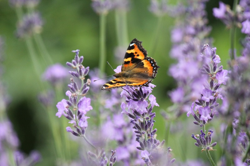 ファイル 124-5.jpg