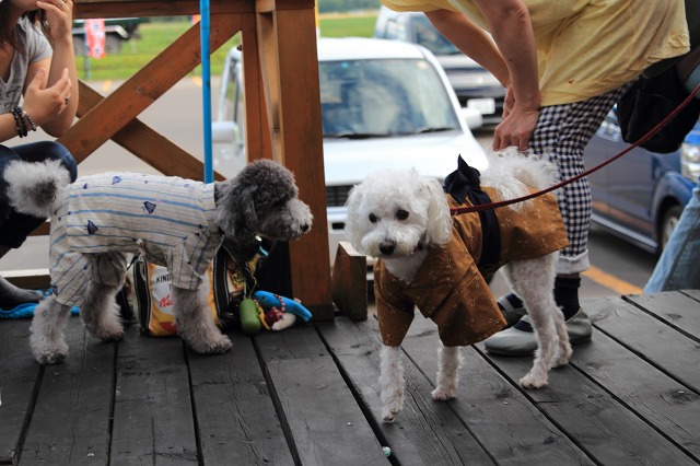 ファイル 126-2.jpg