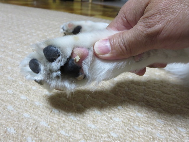 ファイル 134-1.jpg