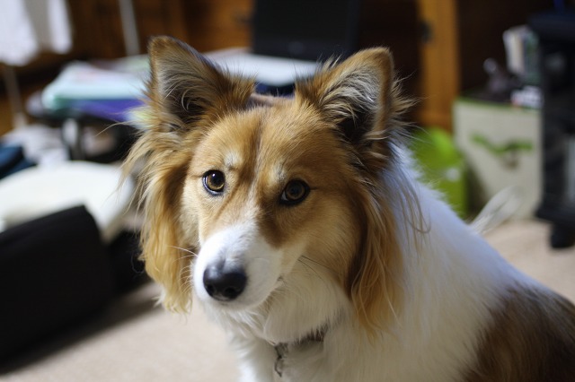 ファイル 14-1.jpg