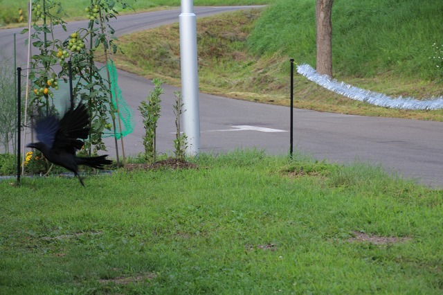 ファイル 150-1.jpg