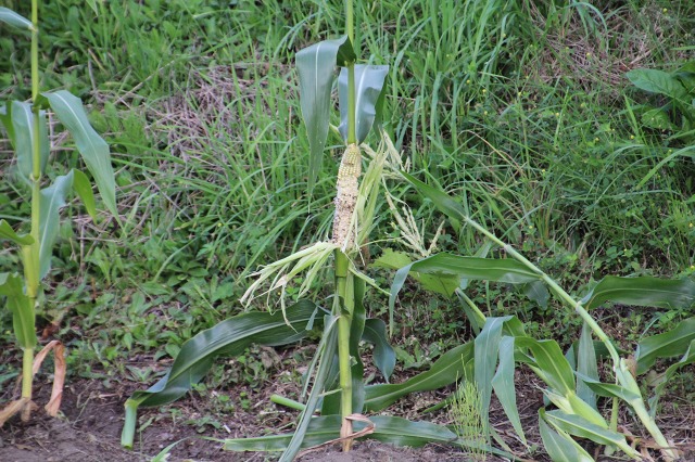 ファイル 150-2.jpg