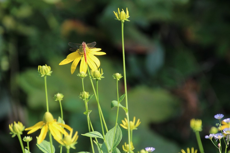 ファイル 160-3.jpg