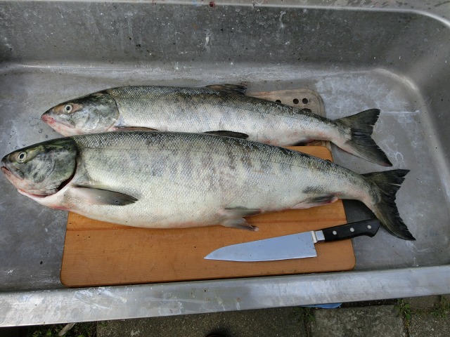 ファイル 170-1.jpg