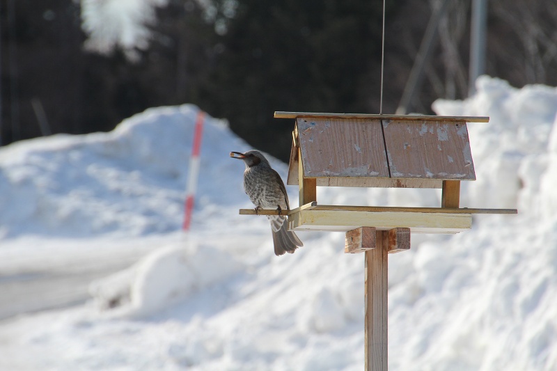 ファイル 28-1.jpg