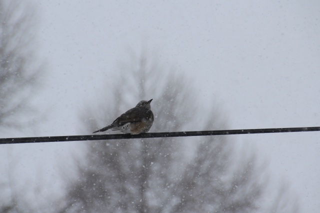 ファイル 31-1.jpg