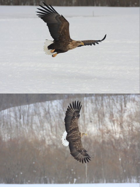 ファイル 39-4.jpg