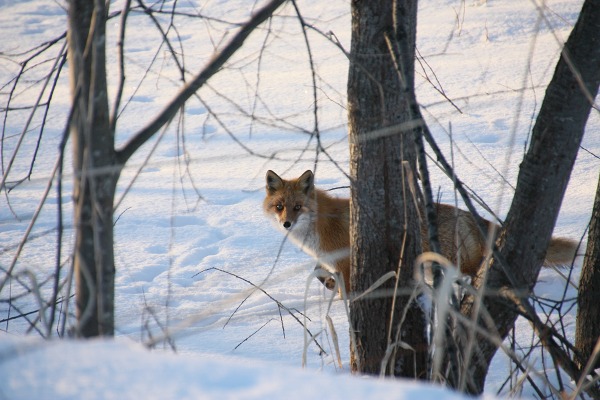 ファイル 4-4.jpg