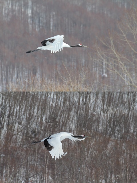 ファイル 41-1.jpg