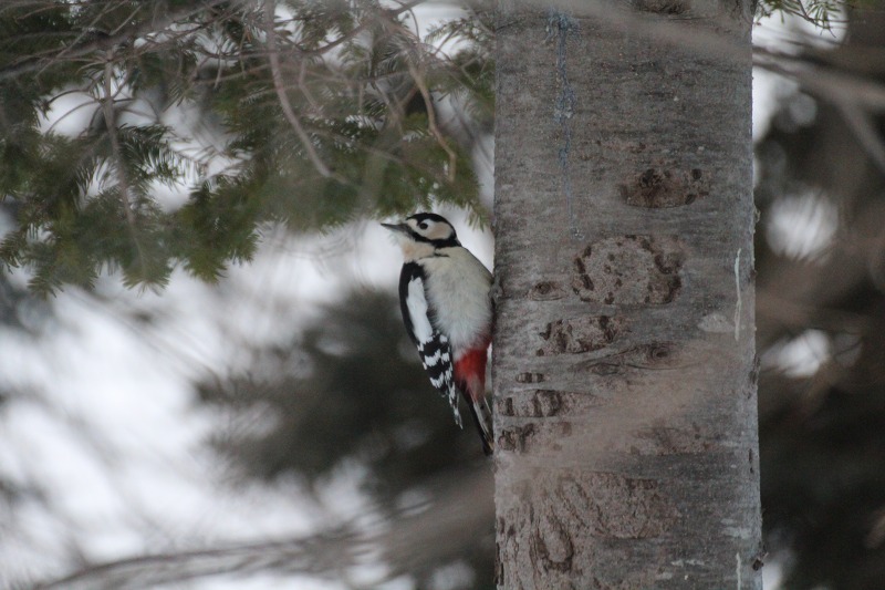 ファイル 5-1.jpg