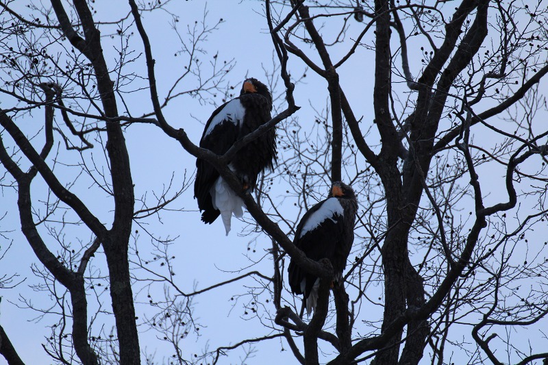 ファイル 5-3.jpg