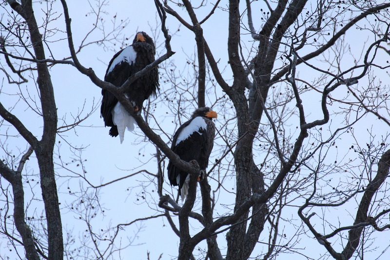 ファイル 5-4.jpg