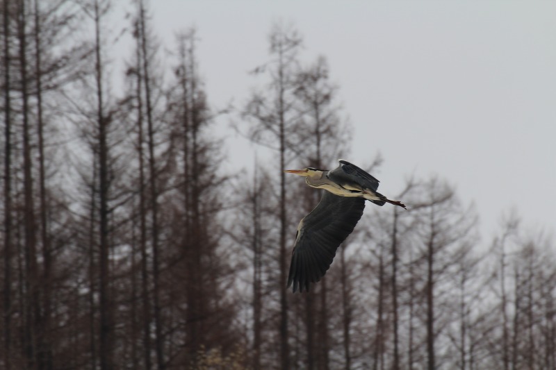 ファイル 50-2.jpg