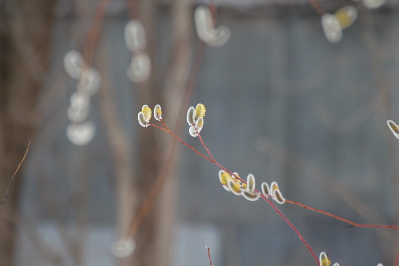 ファイル 50-3.jpg