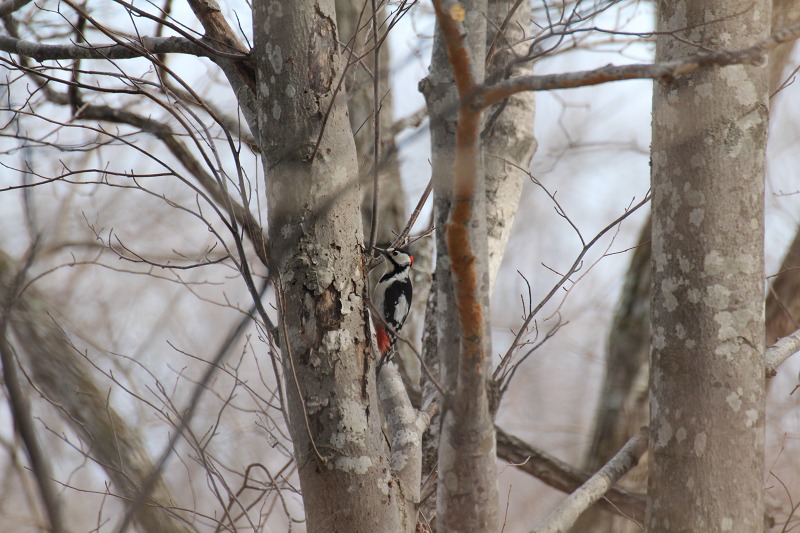 ファイル 50-4.jpg