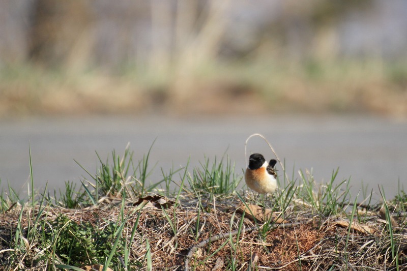 ファイル 59-2.jpg