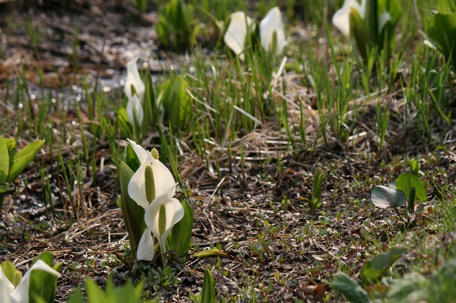 ファイル 65-3.jpg