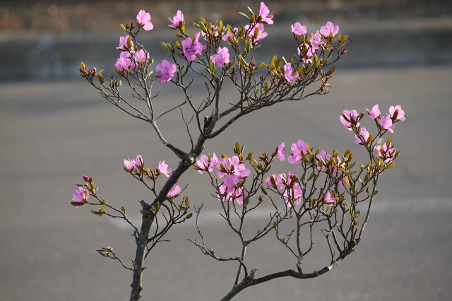 ファイル 66-4.jpg