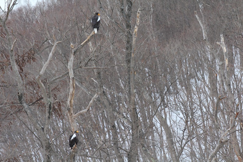 ファイル 7-1.jpg