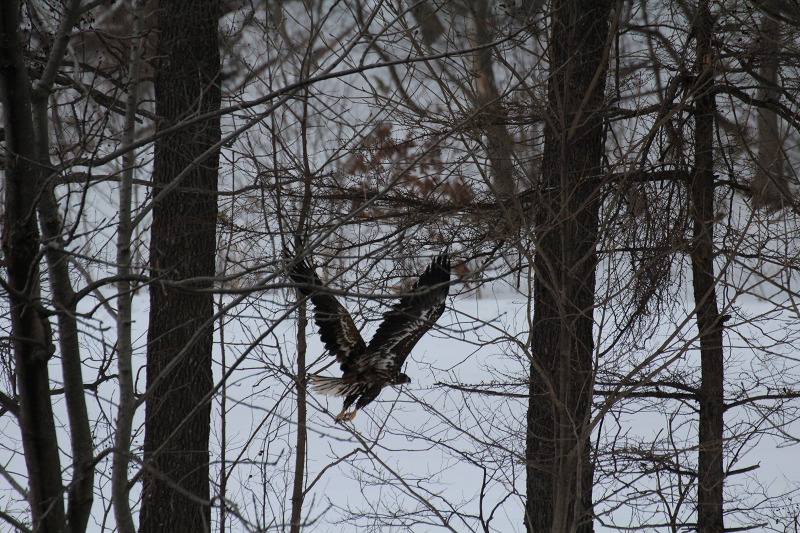 ファイル 8-1.jpg