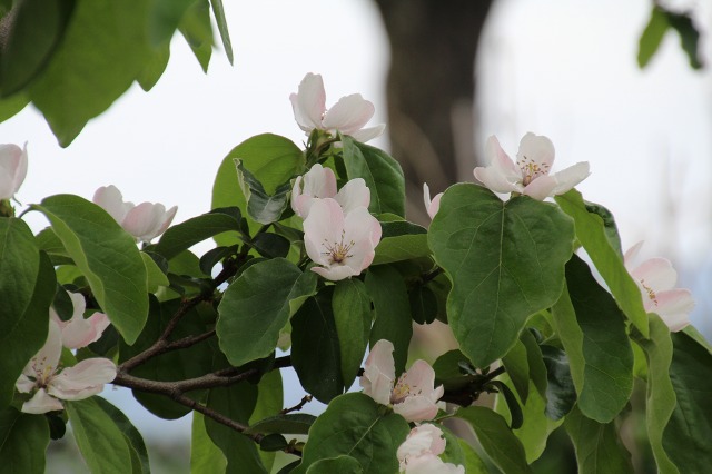 ファイル 80-2.jpg