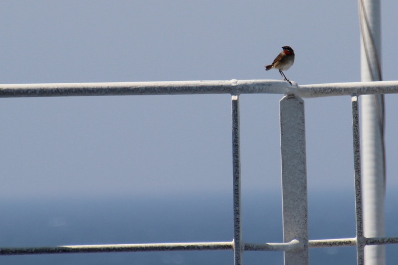 ファイル 91-5.jpg