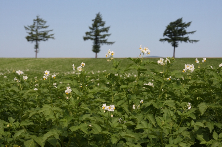 ファイル 100-1.jpg