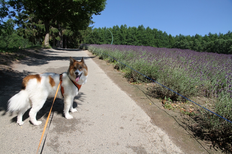 ファイル 102-3.jpg