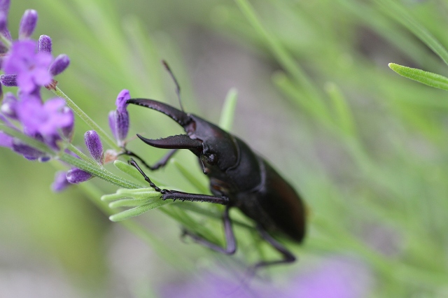 ファイル 105-3.jpg