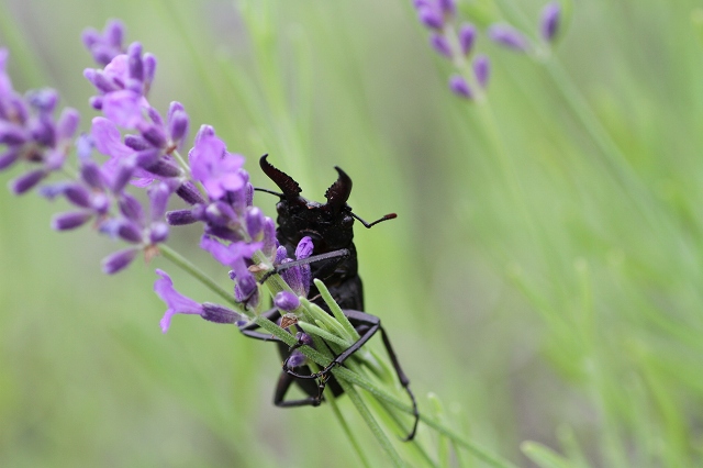 ファイル 105-4.jpg