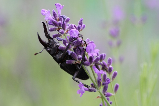 ファイル 105-5.jpg