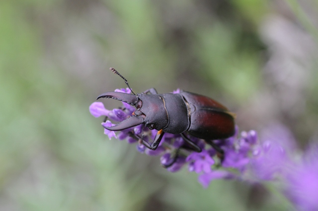 ファイル 105-6.jpg