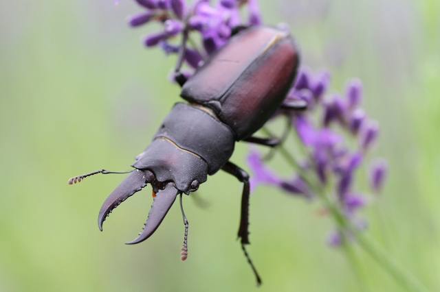 ファイル 105-7.jpg