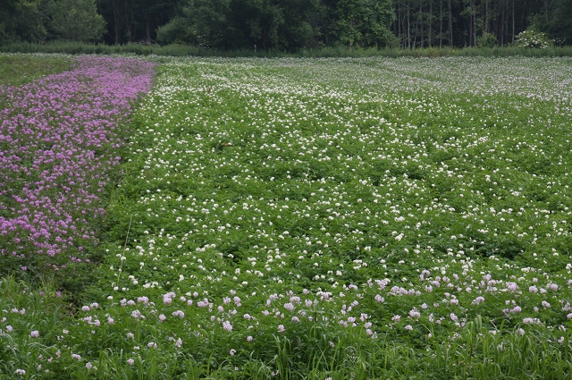 ファイル 107-1.jpg