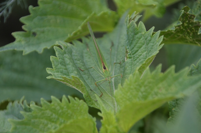 ファイル 109-4.jpg