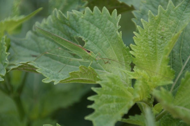 ファイル 109-5.jpg