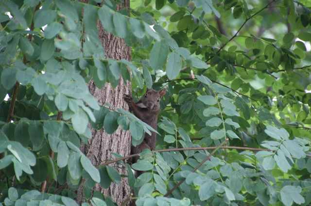 ファイル 110-2.jpg