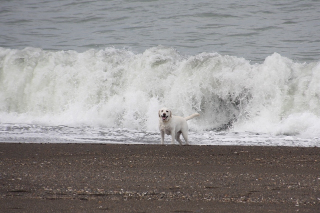 ファイル 110-5.jpg