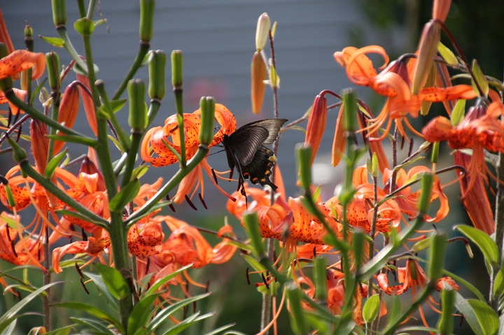 ファイル 113-1.jpg