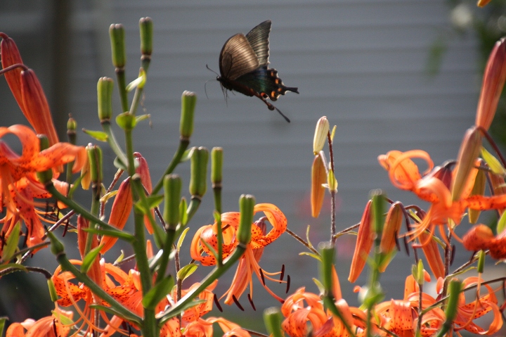 ファイル 113-2.jpg