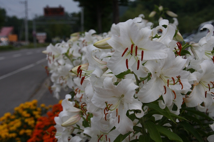 ファイル 117-2.jpg