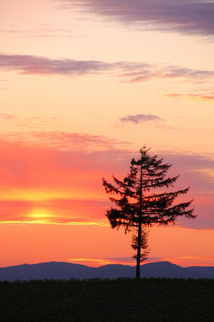 ファイル 123-1.jpg