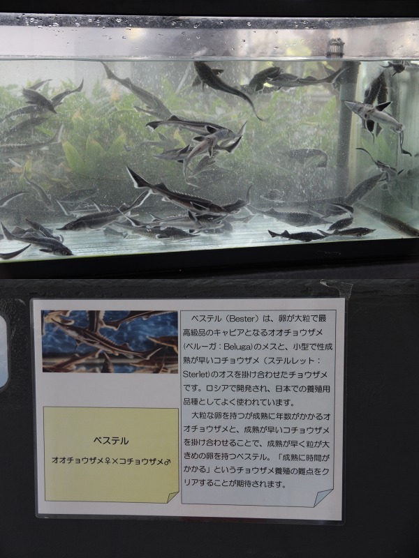 ファイル 128-7.jpg