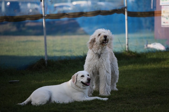 ファイル 131-1.jpg