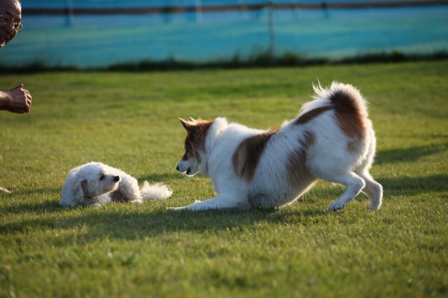 ファイル 131-8.jpg