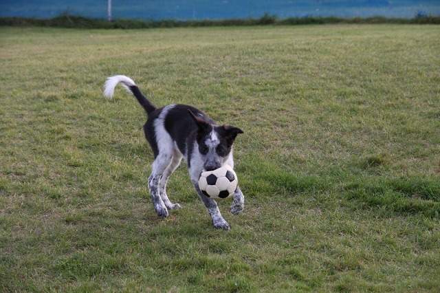 ファイル 132-1.jpg