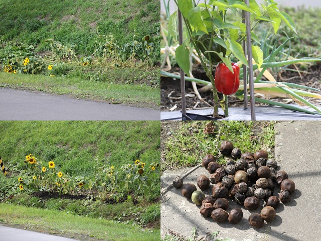 ファイル 133-1.jpg