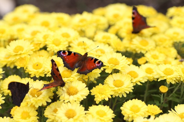 ファイル 133-4.jpg