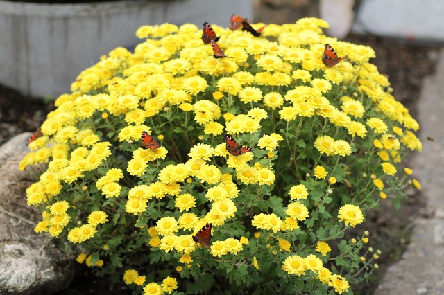 ファイル 133-6.jpg